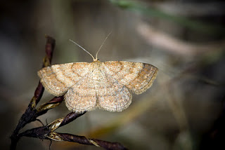 <i>Scopula turbidaria</i> Species of geometer moth in subfamily Sterrhinae