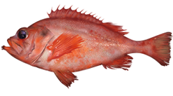 Acadian redfish Species of fish
