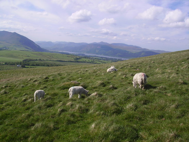 Sheep, Binsey - geograph.org.uk - 818417