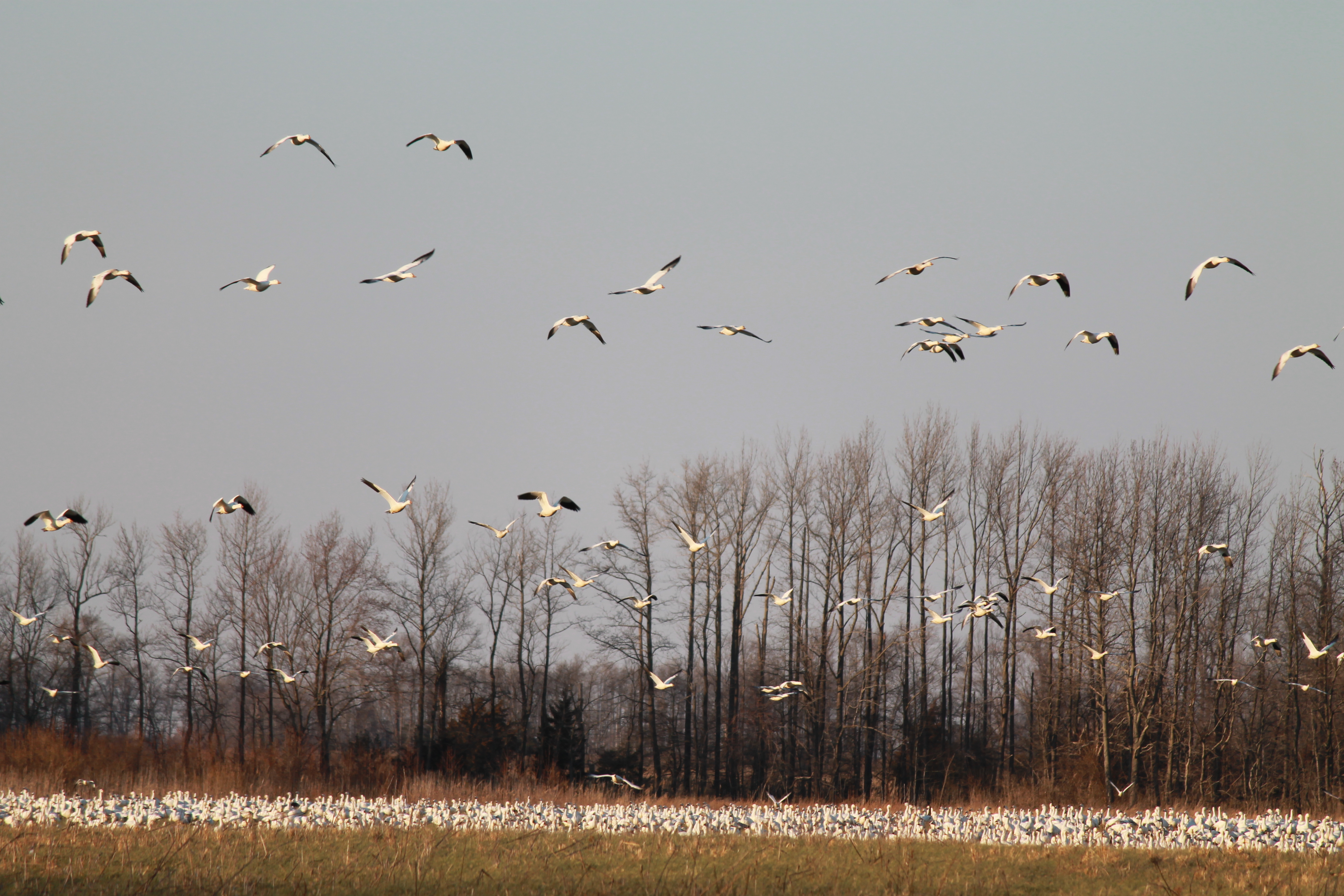 Flock - Wikimedia Commons