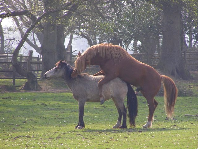 File:Stallion and mare, Pilley Allotments, New Forest - geograph.org.uk - 401096.jpg