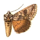 <i>Syngrapha selecta</i> species of insect