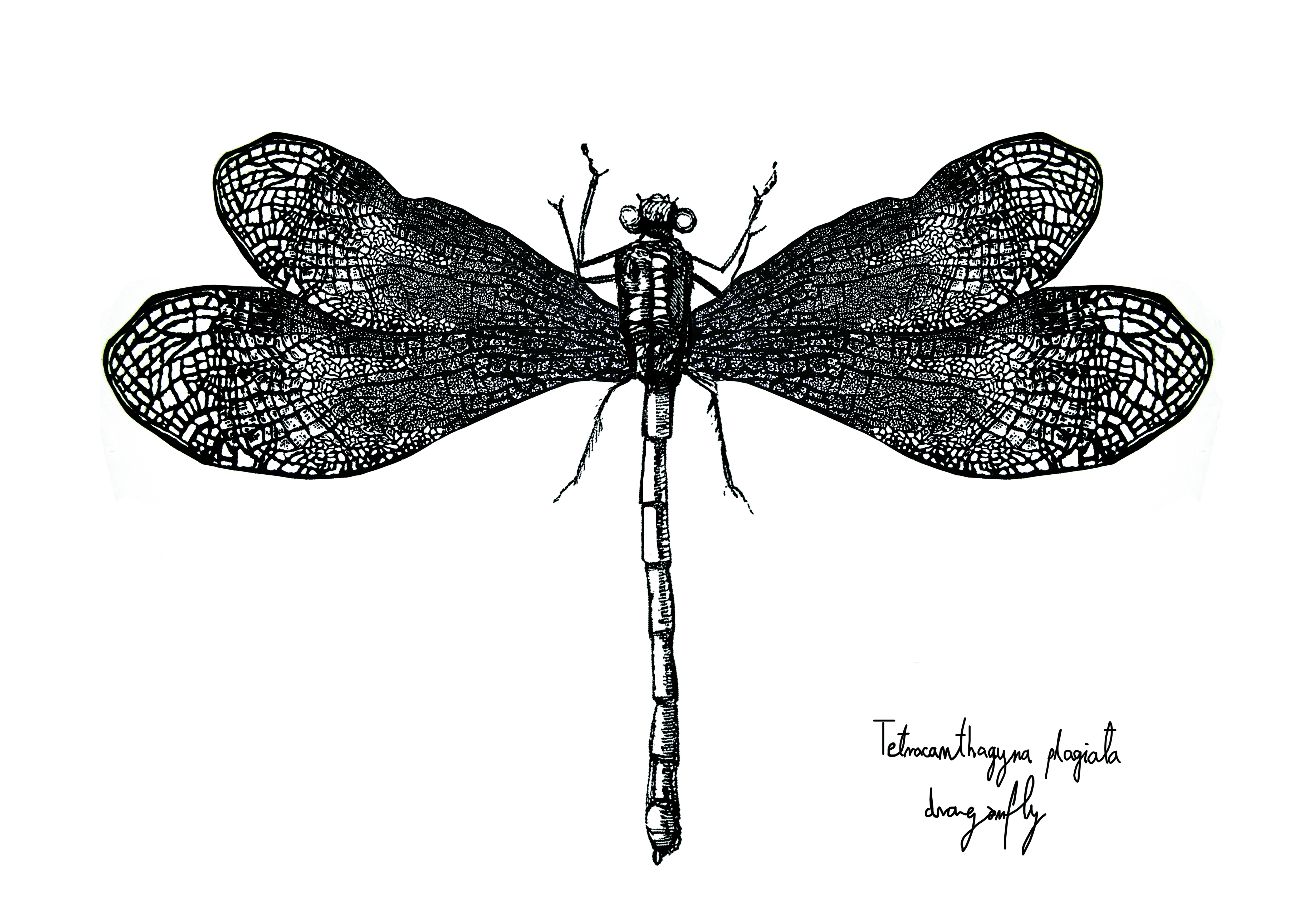 Tetracanthagyna plagiata