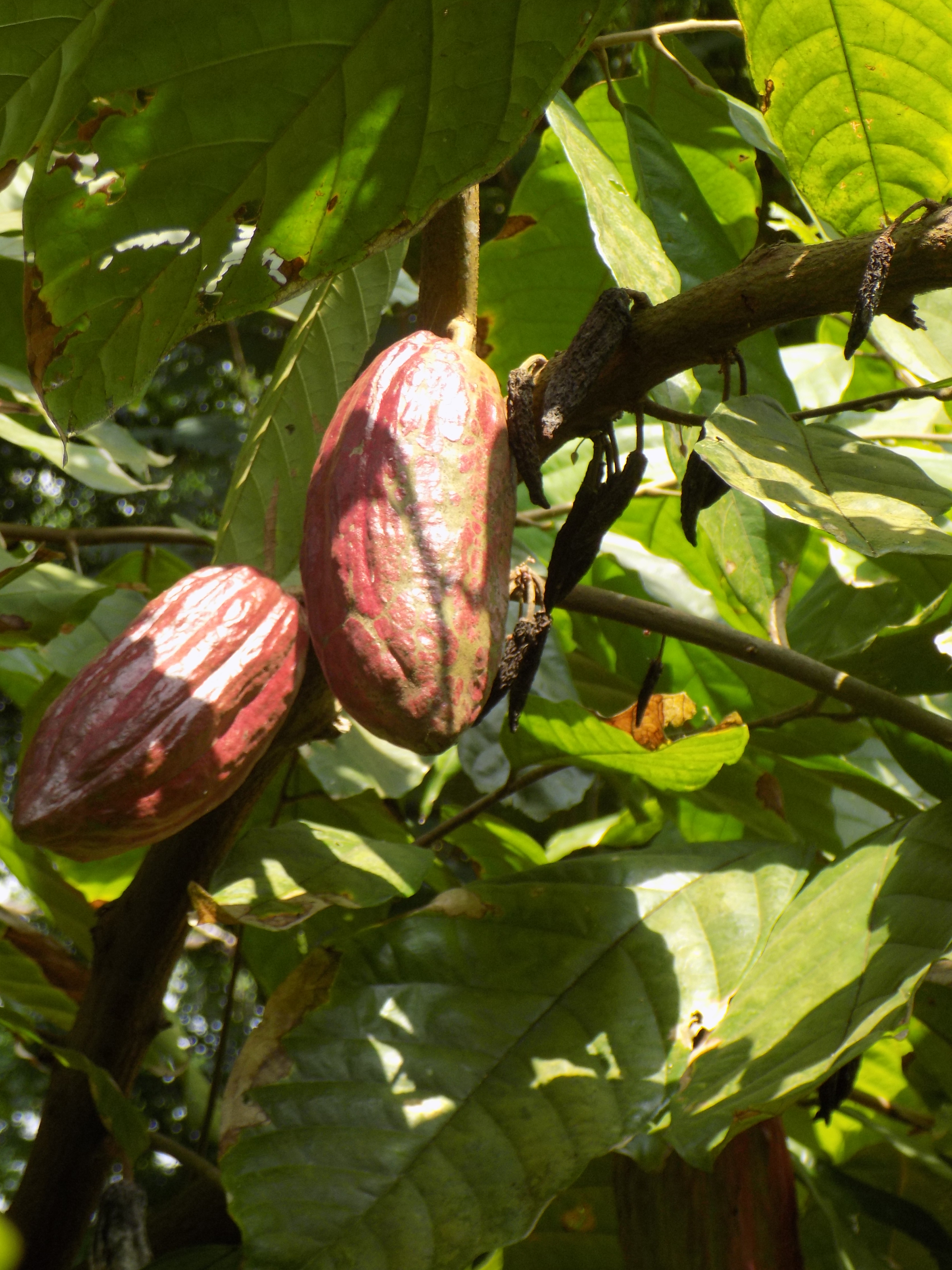Theobroma cacao - Wikipedia