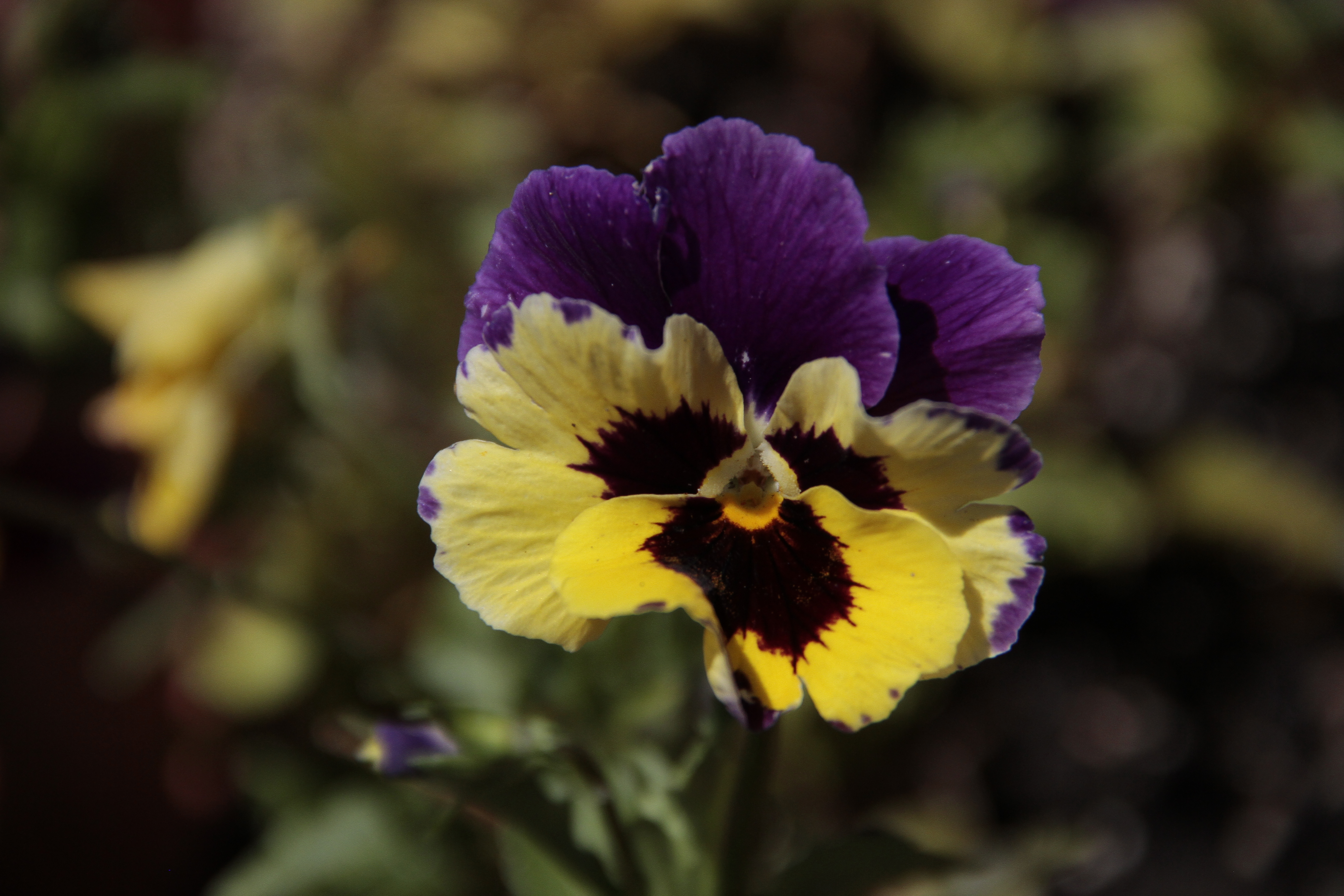 На какое растение похожа фиалка трехцветная. Виола Виттрока Матрикс Еллоу Пурпл Кинг. Виола f1 Colossus Tricolor желто-фиолетовый. Виола Амхерд. Курск трехцветные фиалки.