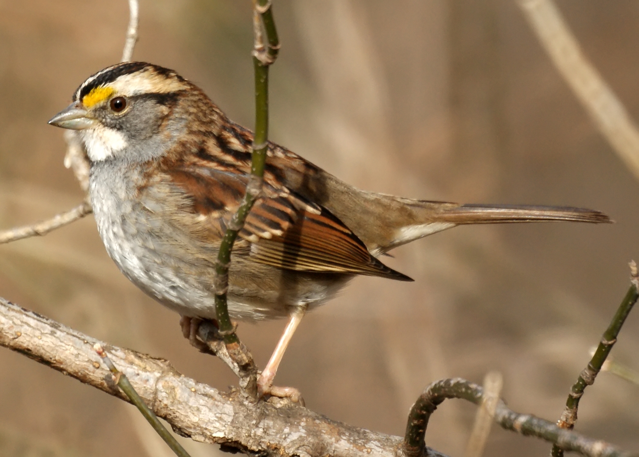 White throated