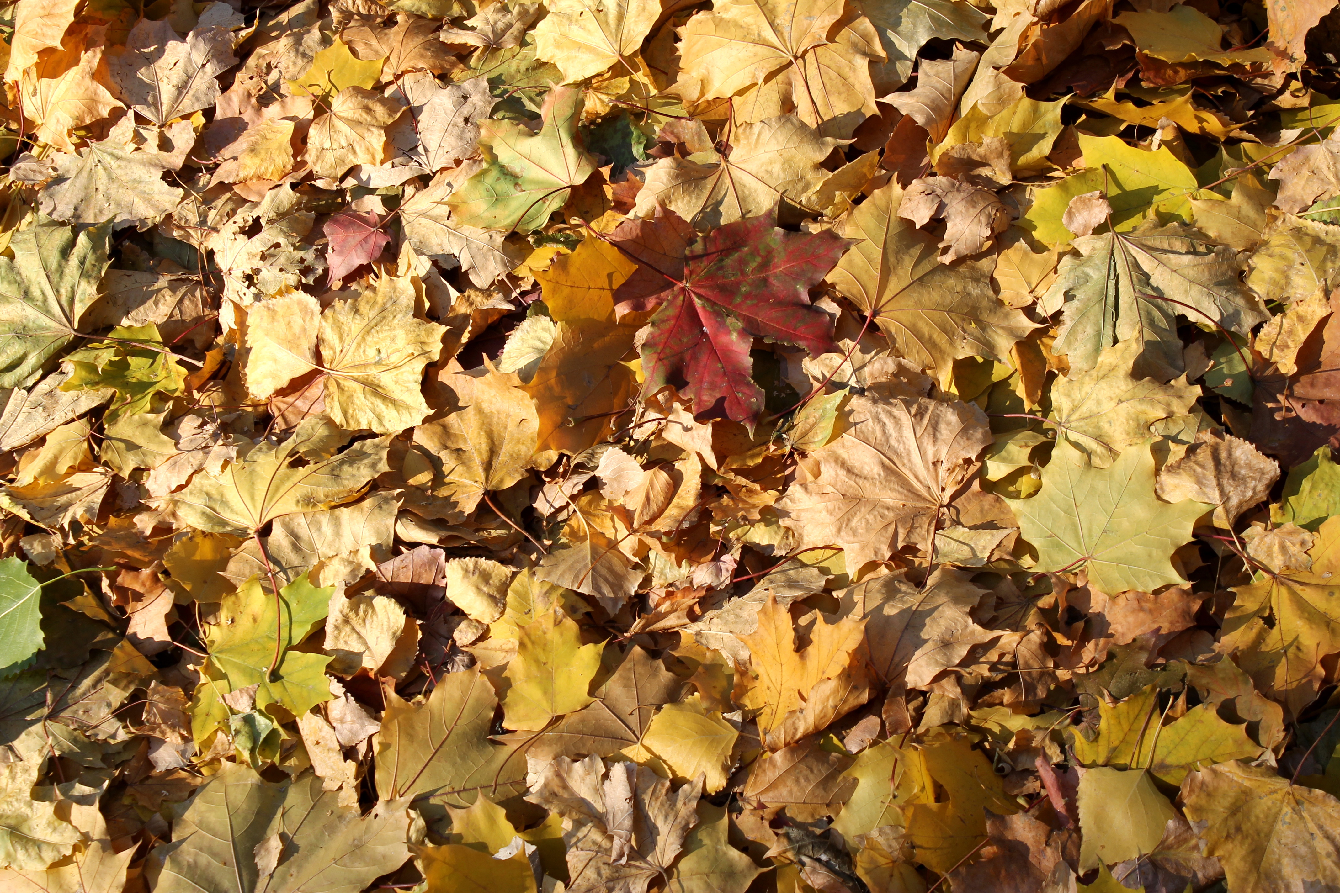 Листовой опад еж. Кленовый опад. Гиппенрейтер опавшие осенние листья. Опад листьев.