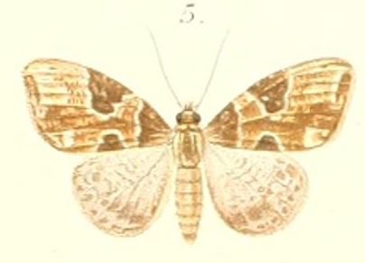 File:05-Cidaria sagittatoides=Ecliptopera sagittatoides (Pagenstecher 1900).JPG