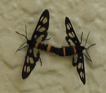 File:Amata fortunei 127671083.png