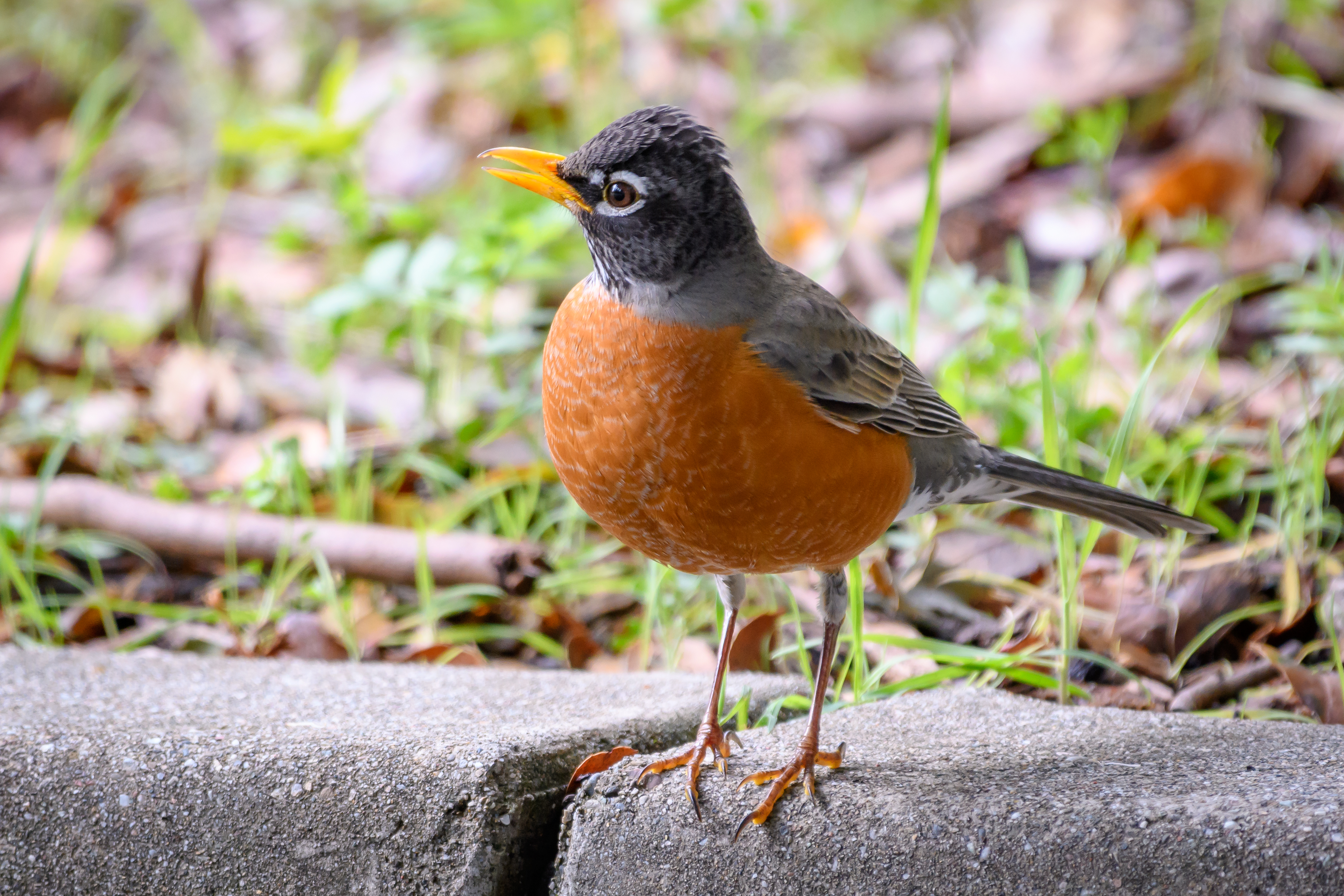 impact of food on bird lifespan 