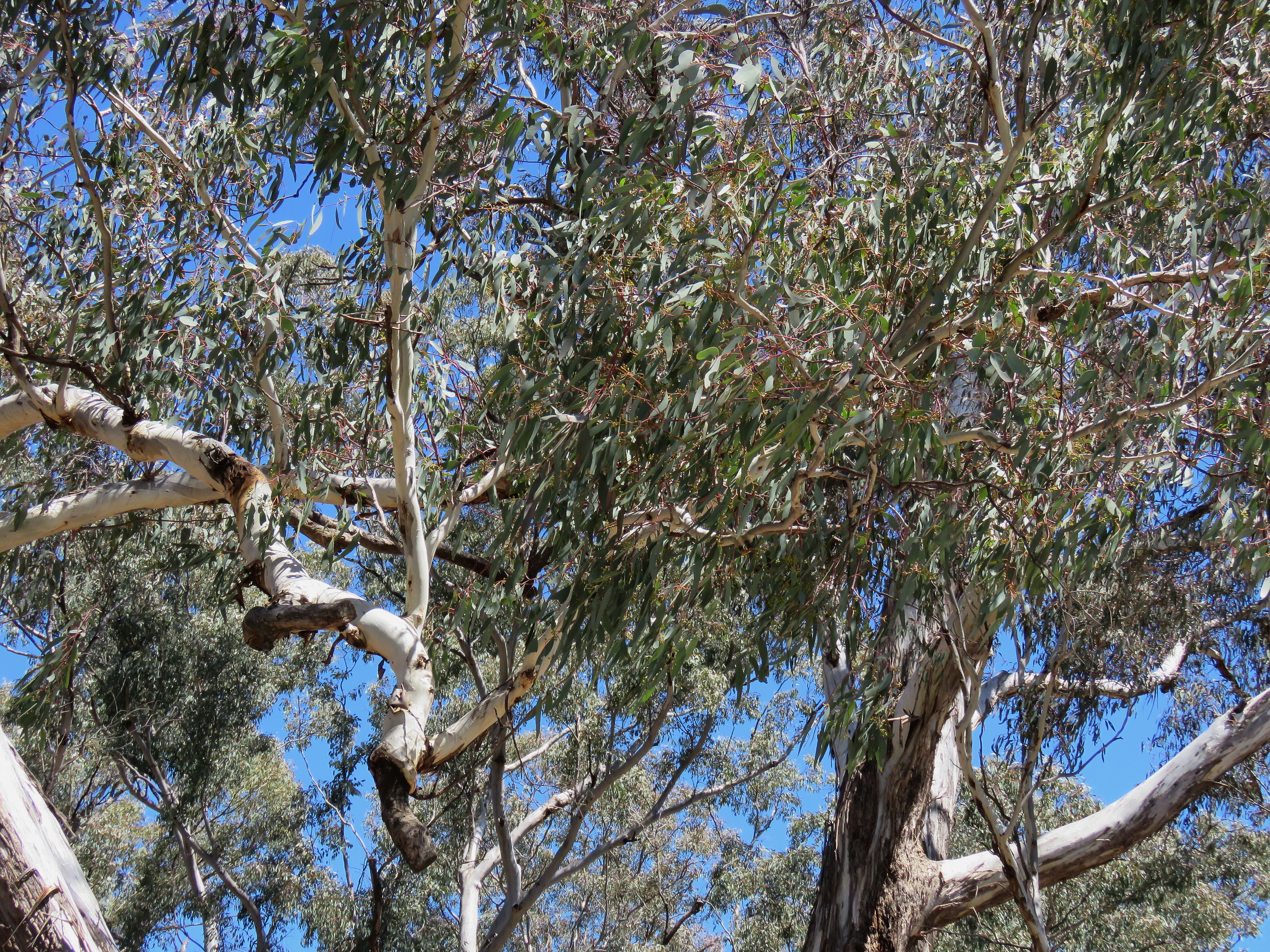 Eucalyptus Melliodora