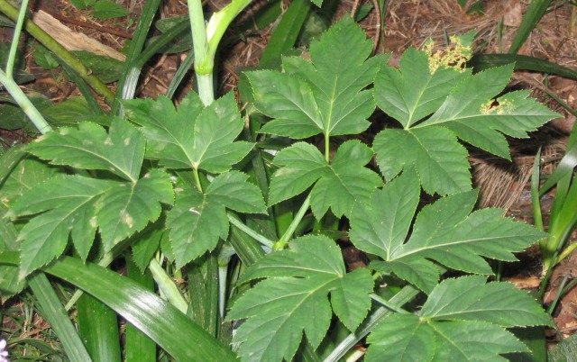 File:Angelica keiskei leaves.jpg