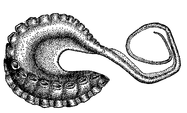 File:Argonauta bottgeri hectocotylus-2.jpg