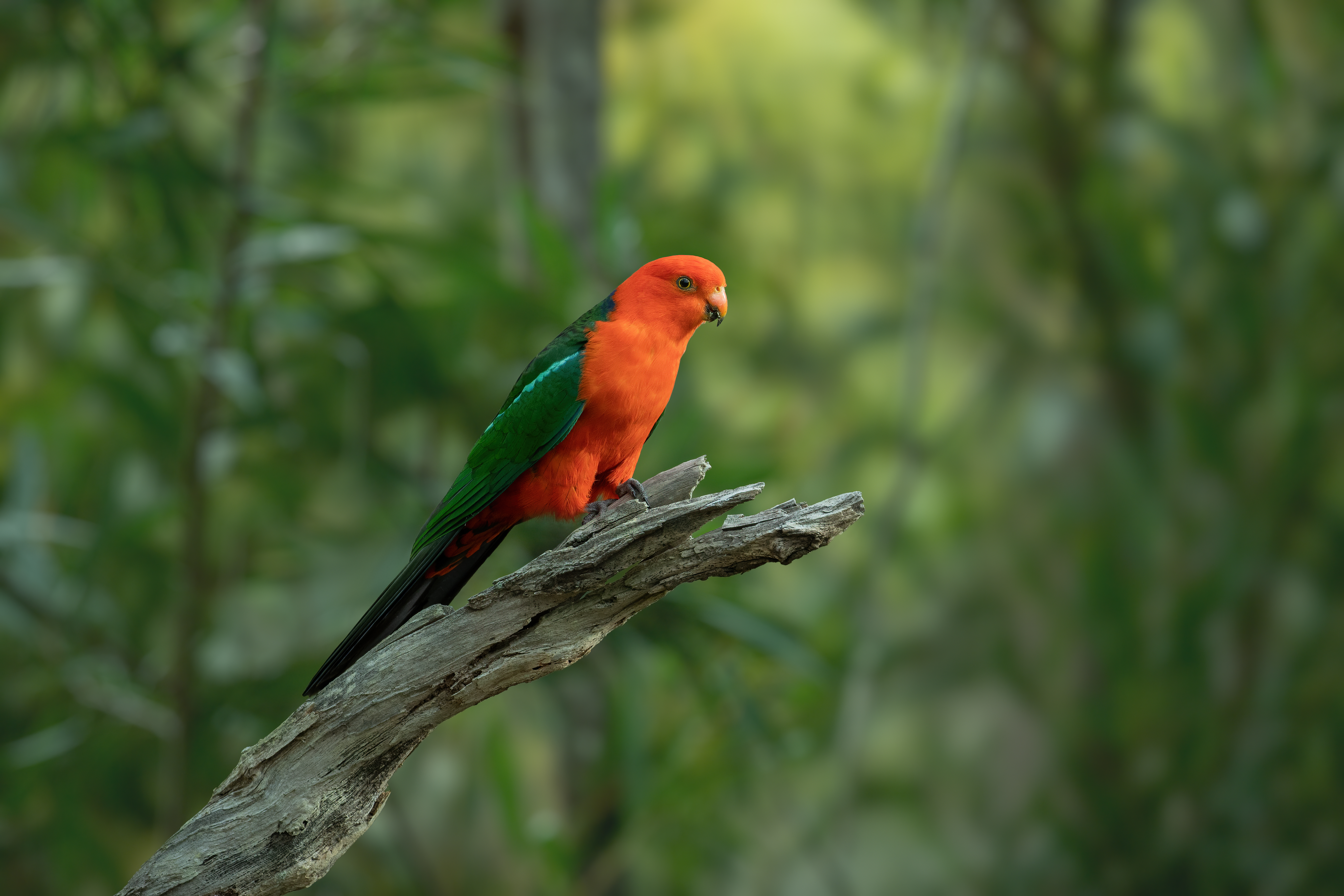 types of australian parrots