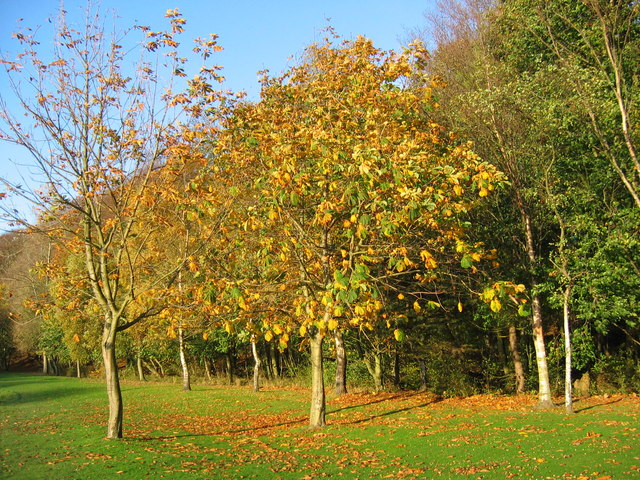 File:Autumn leaves - geograph.org.uk - 926111.jpg