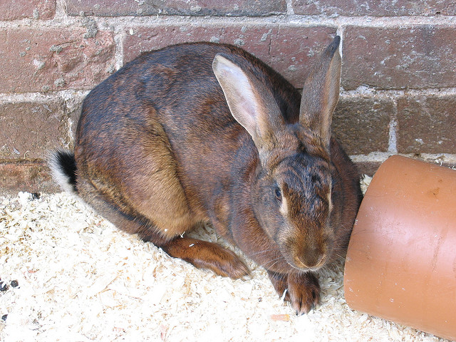 File:Belgian Hare.jpg