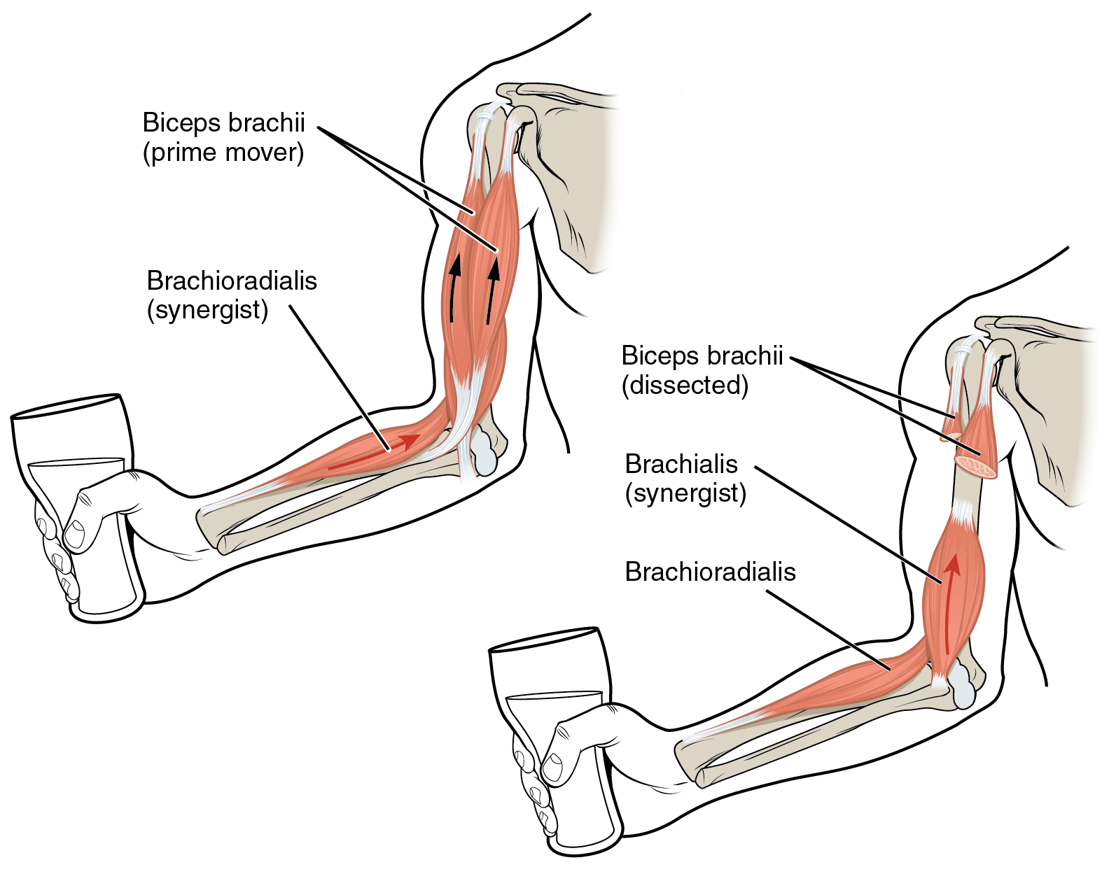 bicep muscles