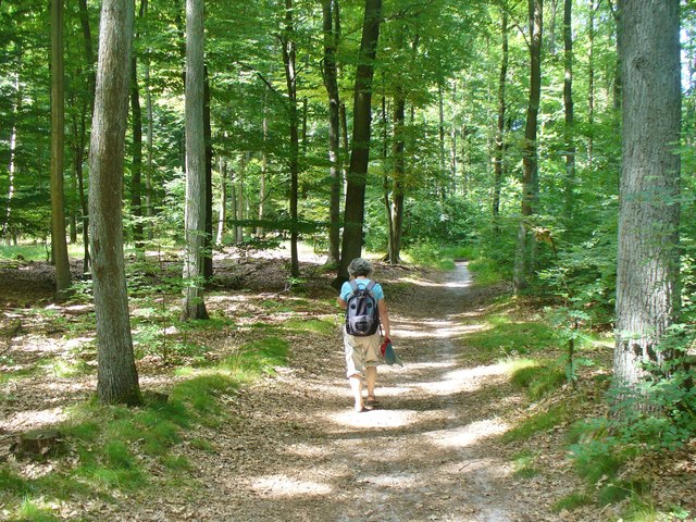 File:Bieselheide - Waldweg (Woodland Path) - geo.hlipp.de - 39608.jpg