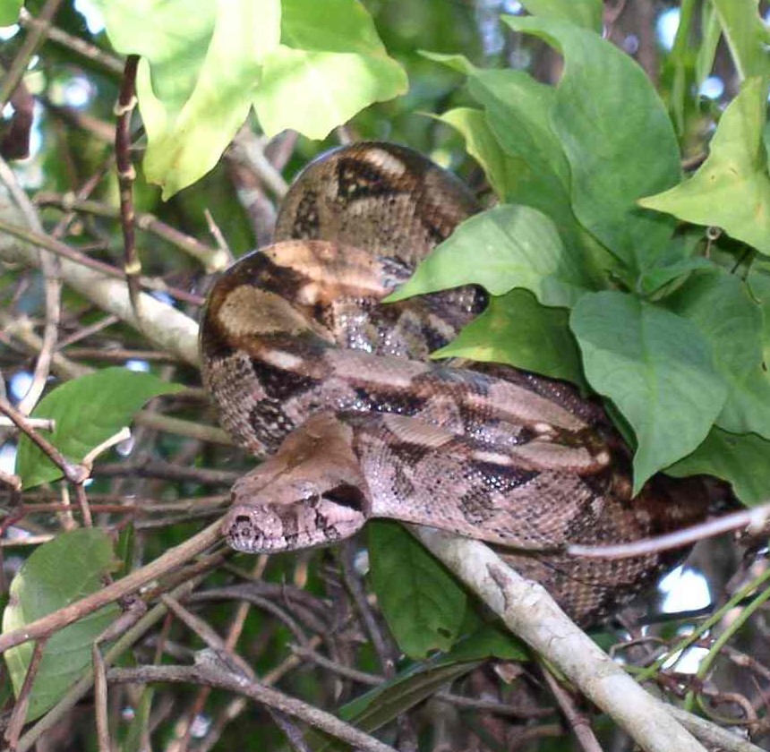 Boa constrictor coiled cropped.jpg