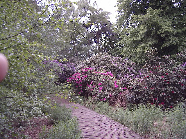 Boardwalk - geograph.org.uk - 13680