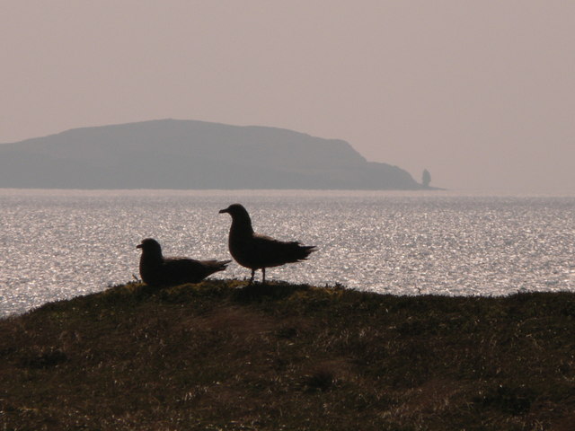 File:Bonxies on Handa - geograph.org.uk - 1026014.jpg