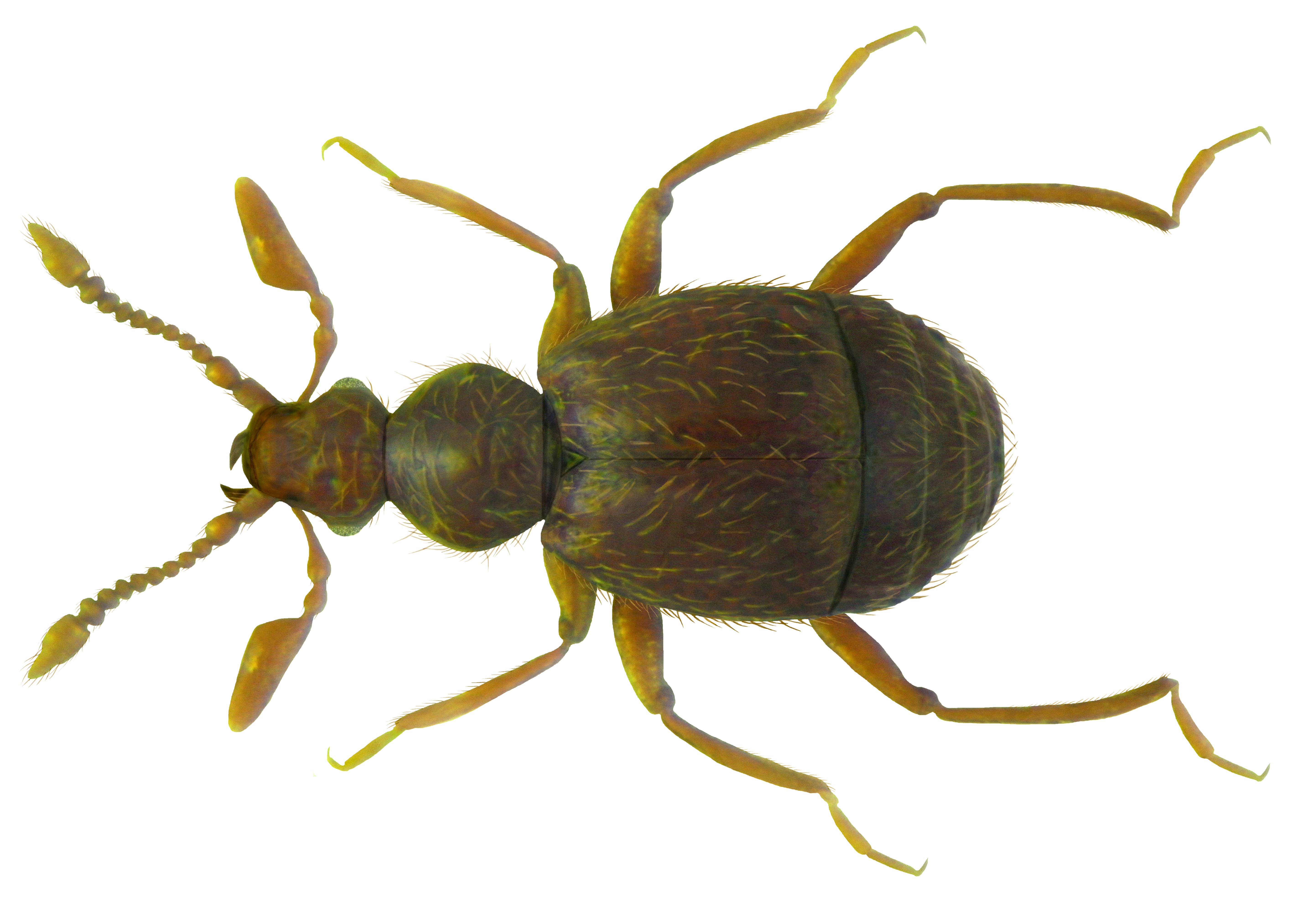 Bryaxis curtisi (Leach, 1817) female (5519849914).jpg. 