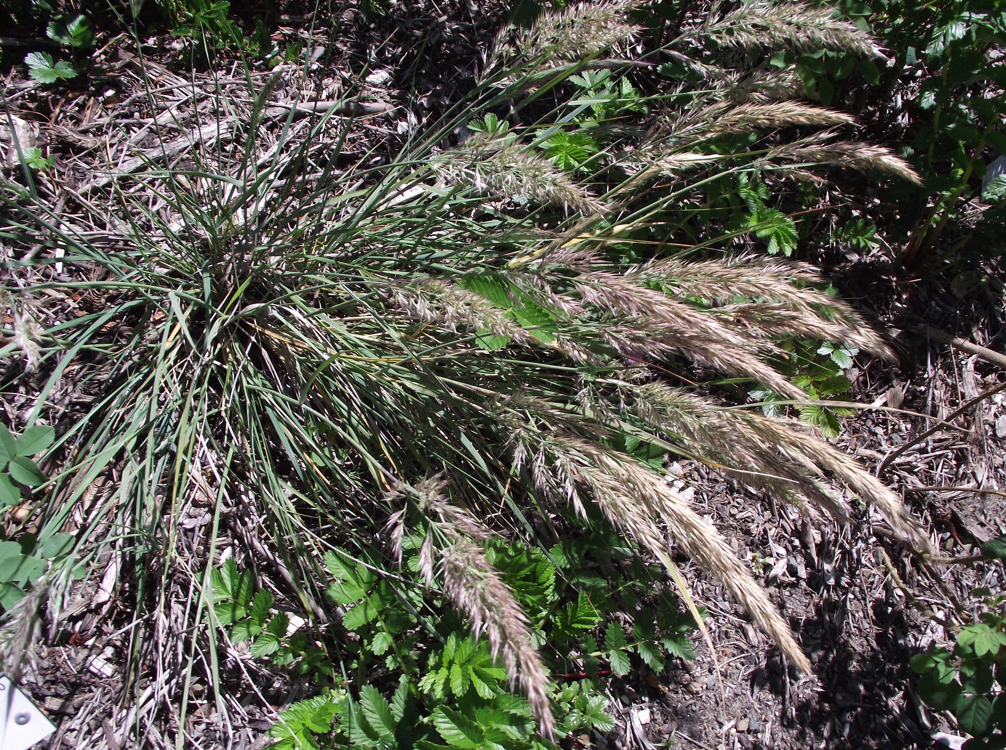 Южное хвойное с листовидной хвоей 6 букв. Dactylorhíza foliosa. Calamagrostis extremiorientalis.