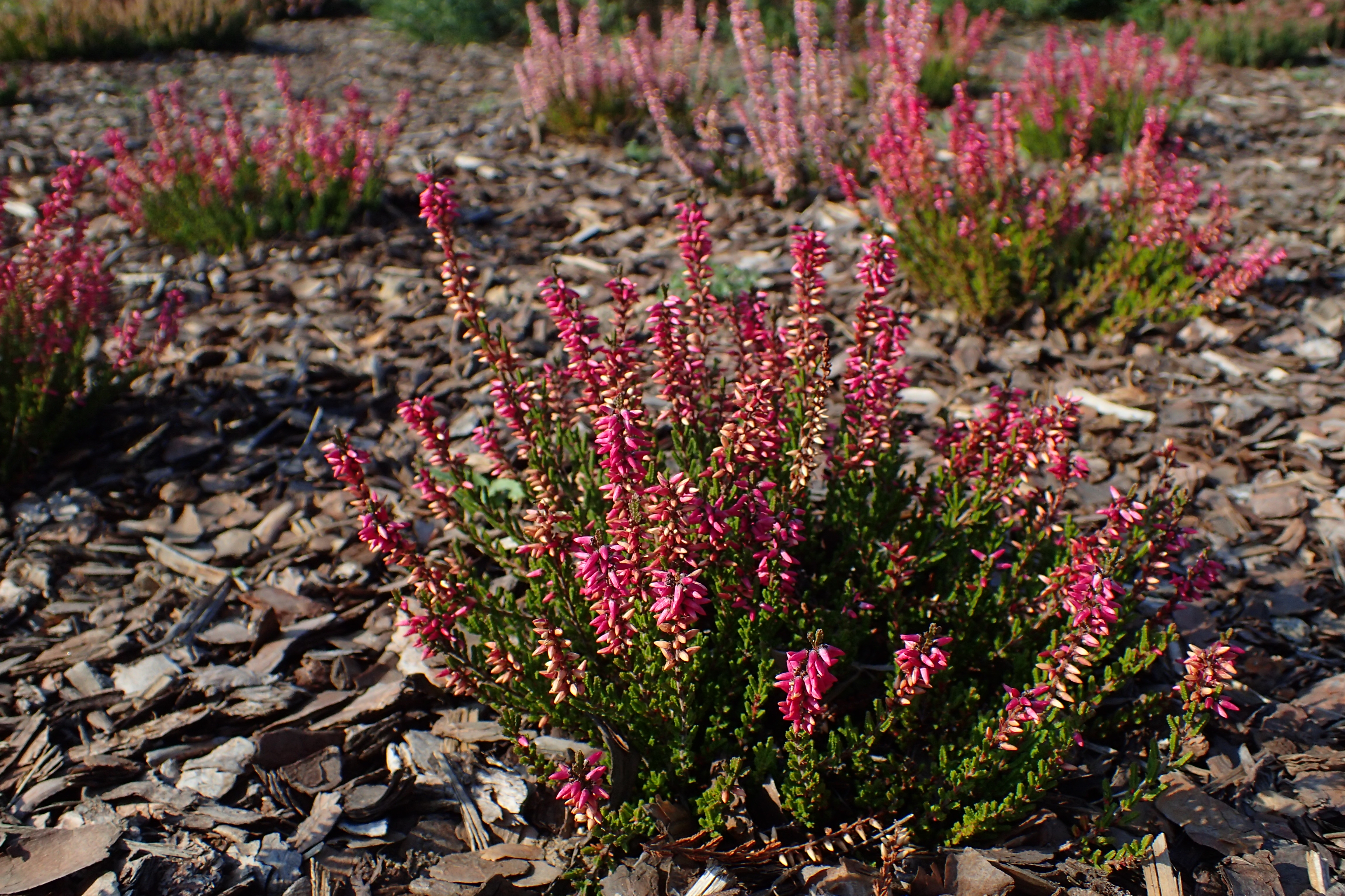 Calluna vulgaris Alicia