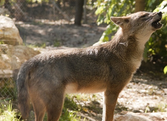 File:Canis aureus 2.jpg