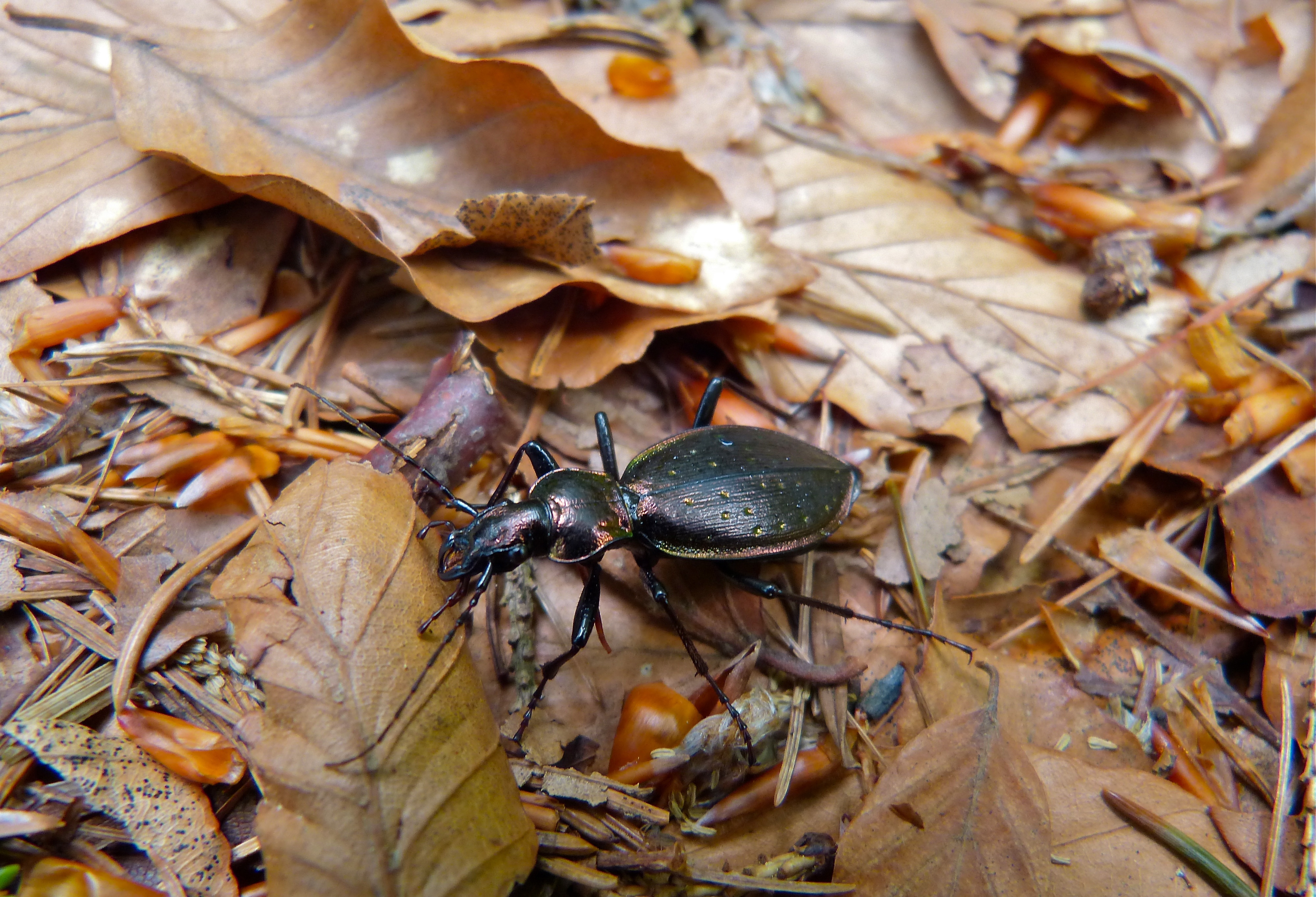 Carabus depressus (9127902515).jpg