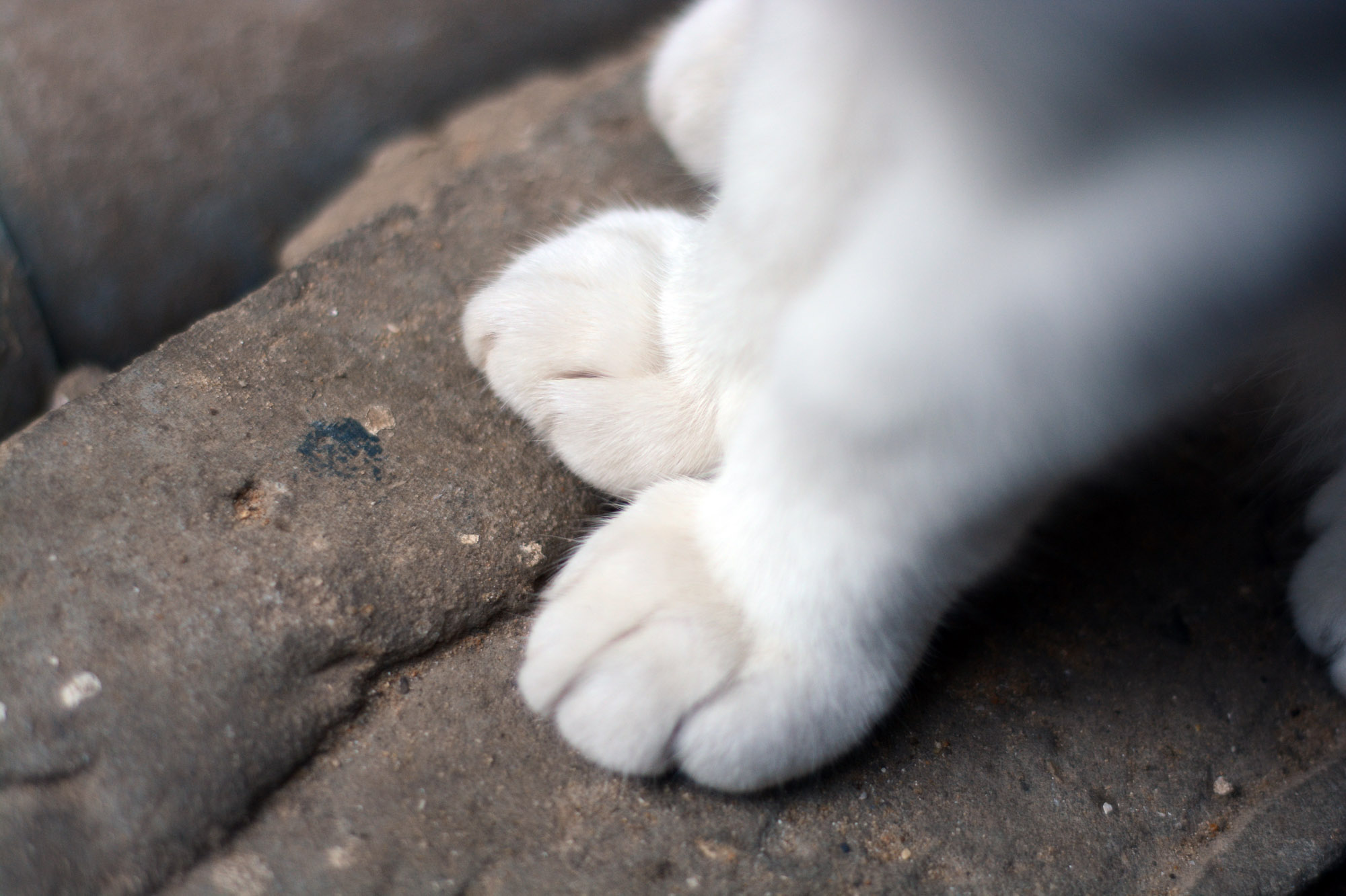 File Cat Paws Up Close White Jpg Wikimedia Commons