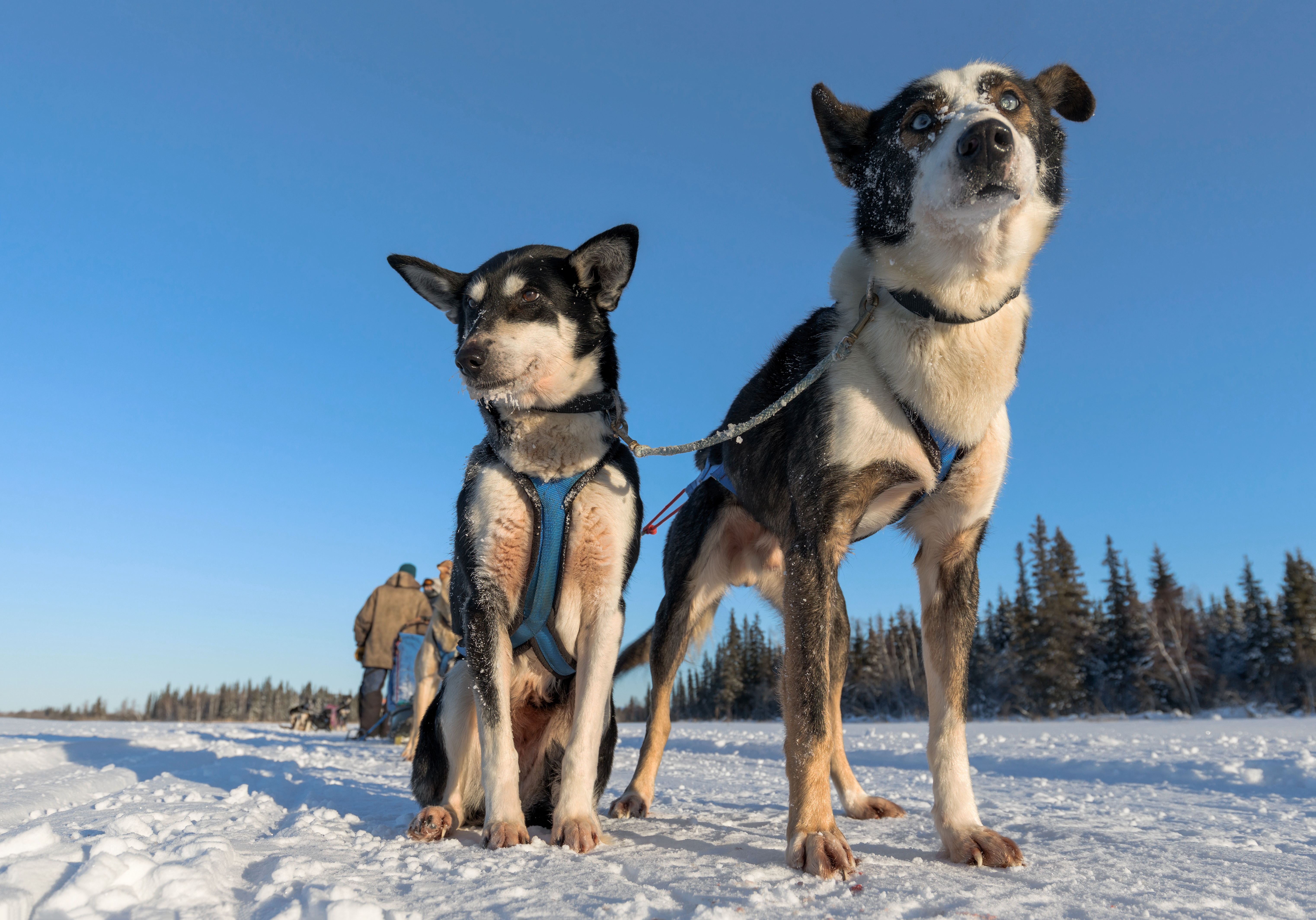 Close Up On Two Alaskan Huskies Dog Sledding Dogs Cute Puppies