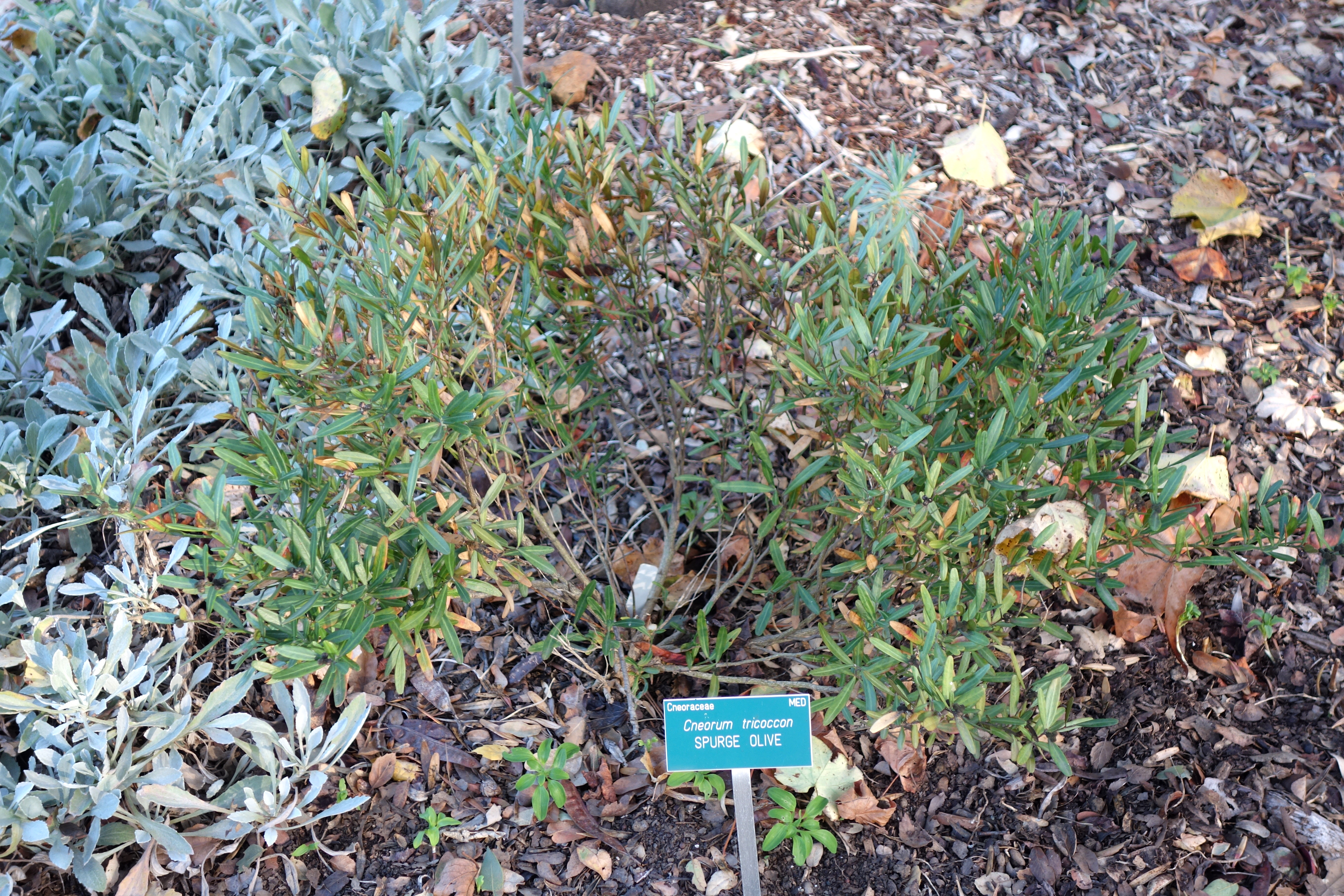 File Cneorum Tricoccon San Luis Obispo Botanical Garden