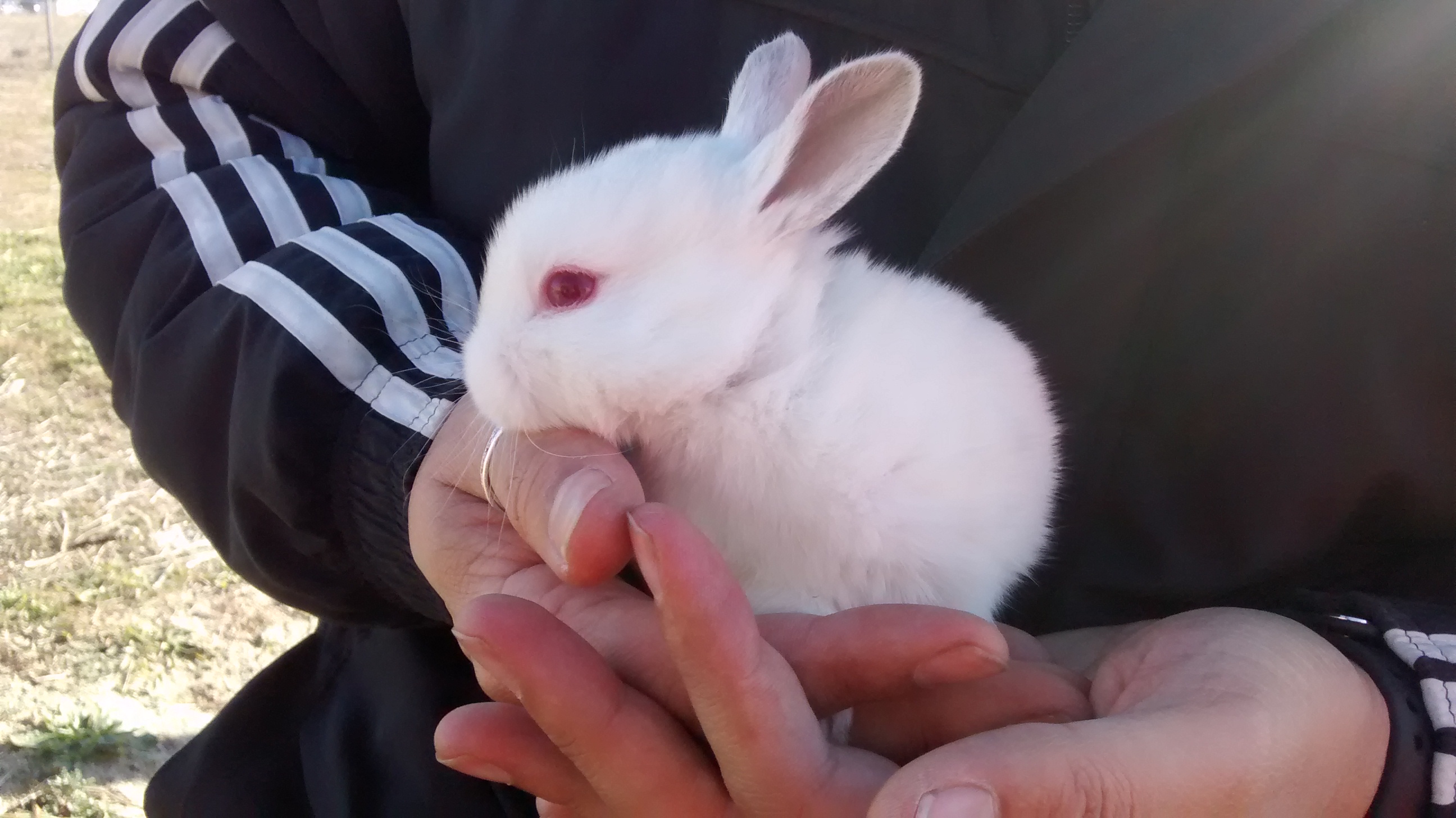 Como duermen los conejos