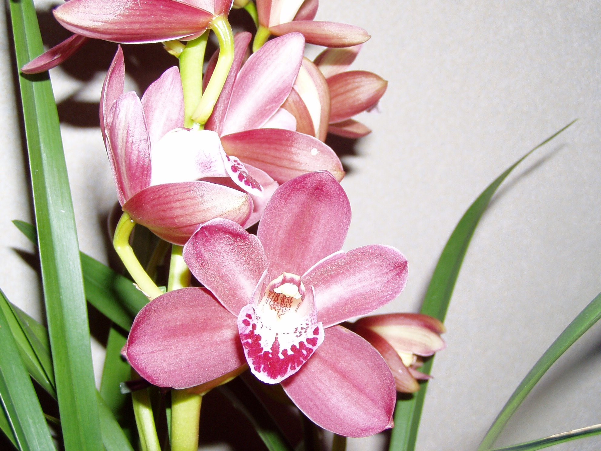 Орхидея цимбидиум как ухаживать. Цимбидиум Мэджик Фогель. Цимбидиум Браун. Цимбидиум Эритроксилум. Орхидея Дендробиум Цимбидиум.