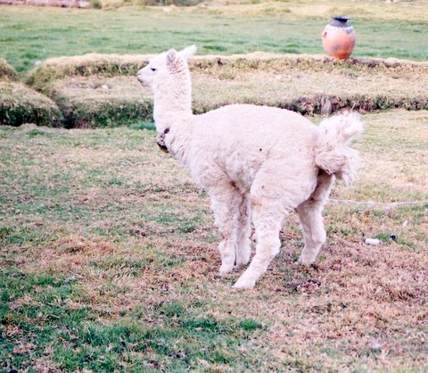 File:Defecated alpaca.jpg