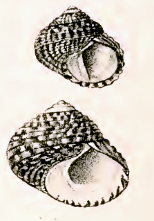 <i>Diloma concameratum</i> Species of gastropod