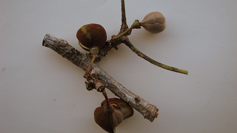 File:Eriotheca obcordata A. Robyns ^ S. Nilsson - Flickr - Alex Popovkin, Bahia, Brazil (17).jpg