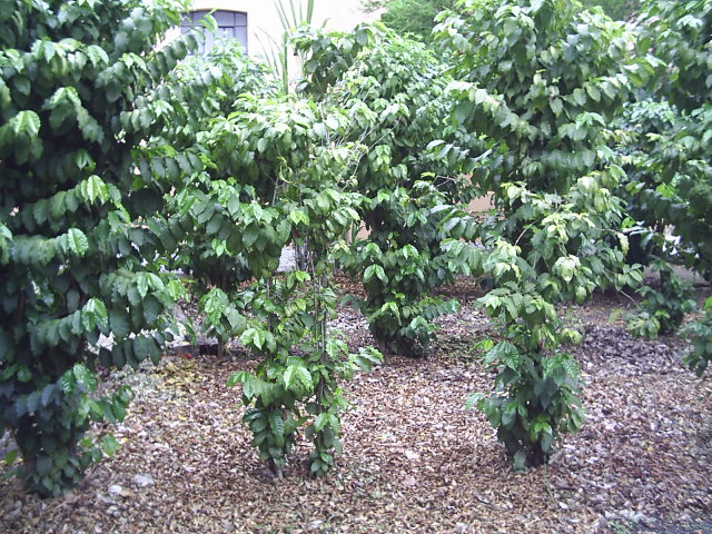 File:Fazenda de Café, Memorial do Imigrante, São Paulo.JPG