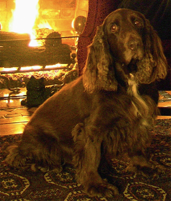 File:Fieldspaniel-archie.jpg