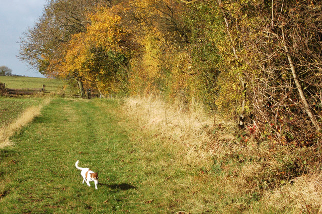 Footpath along the headland beside Ufton Wood - geograph.org.uk - 1556437