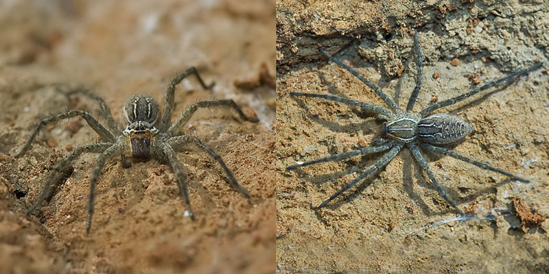 Scientist uses tiny trackers to keep tabs on funnel-web spiders : The  Tribune India