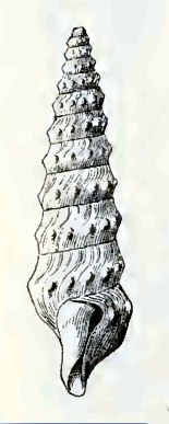 <i>Globidrillia smirna</i> Species of gastropod