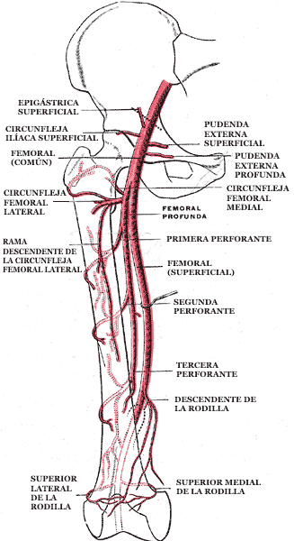 File:Gray548 es.png