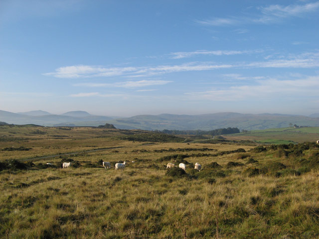 File:Grazing sheep - geograph.org.uk - 963042.jpg