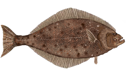 <span class="mw-page-title-main">Pacific halibut</span> Species of fish