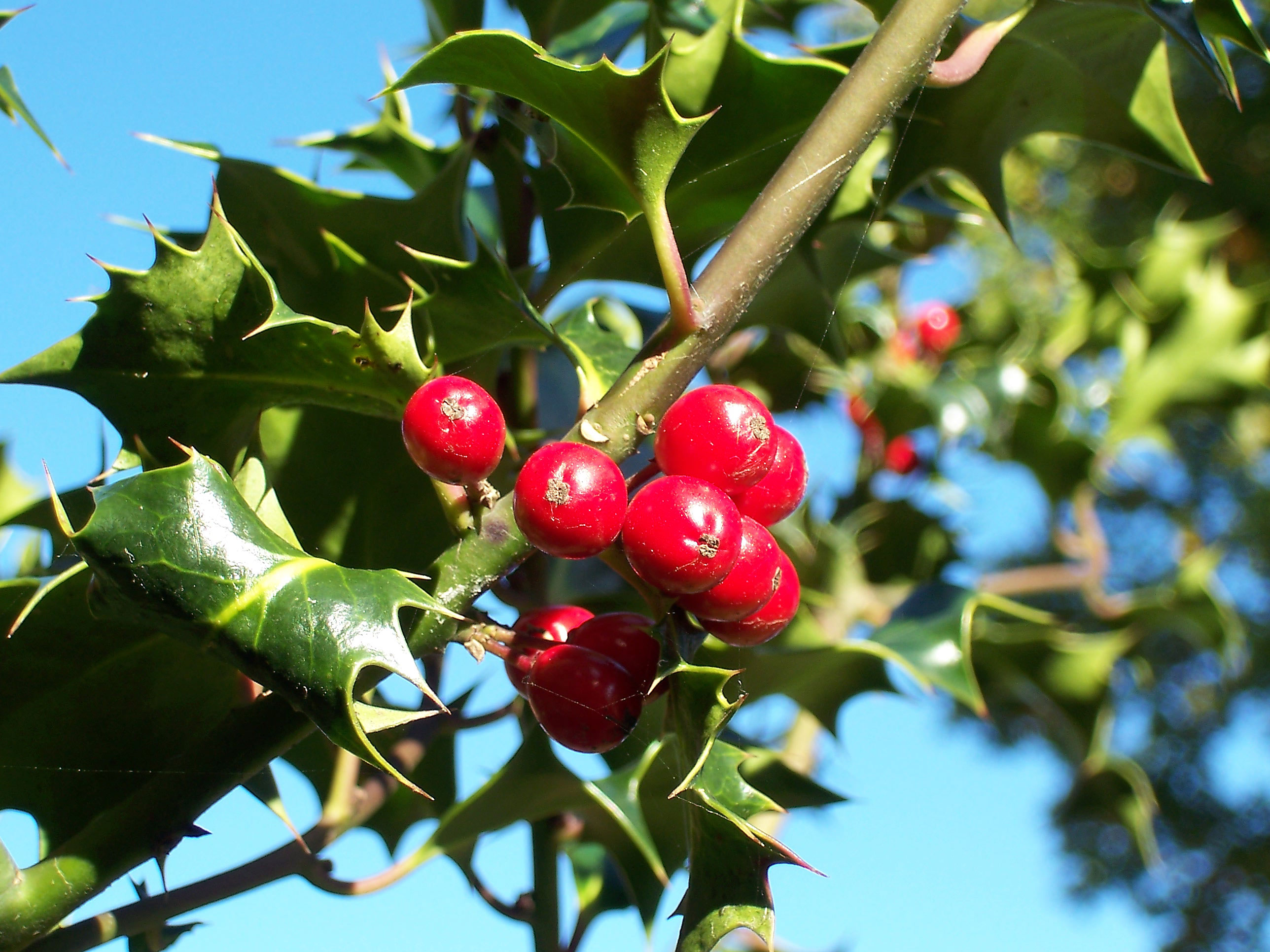 Bright green Christmas holly with red berries isolated on white