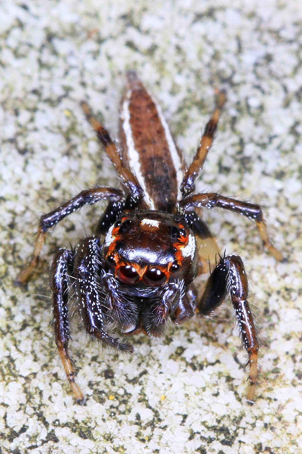 A Large Spider with a Pattern on the Abdomen Sits on the Fishing Line Stock  Photo - Image of creepy, detail: 237767334