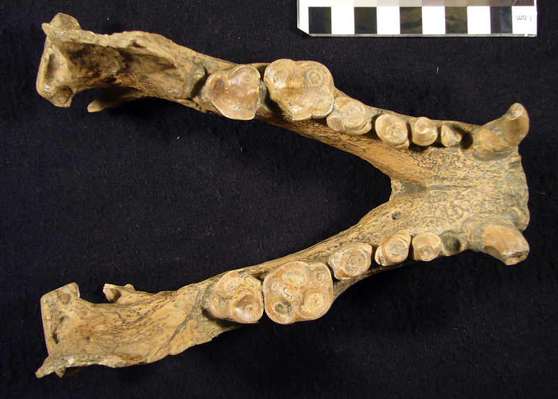 File:Kolponomos clallamensis mandible.jpg