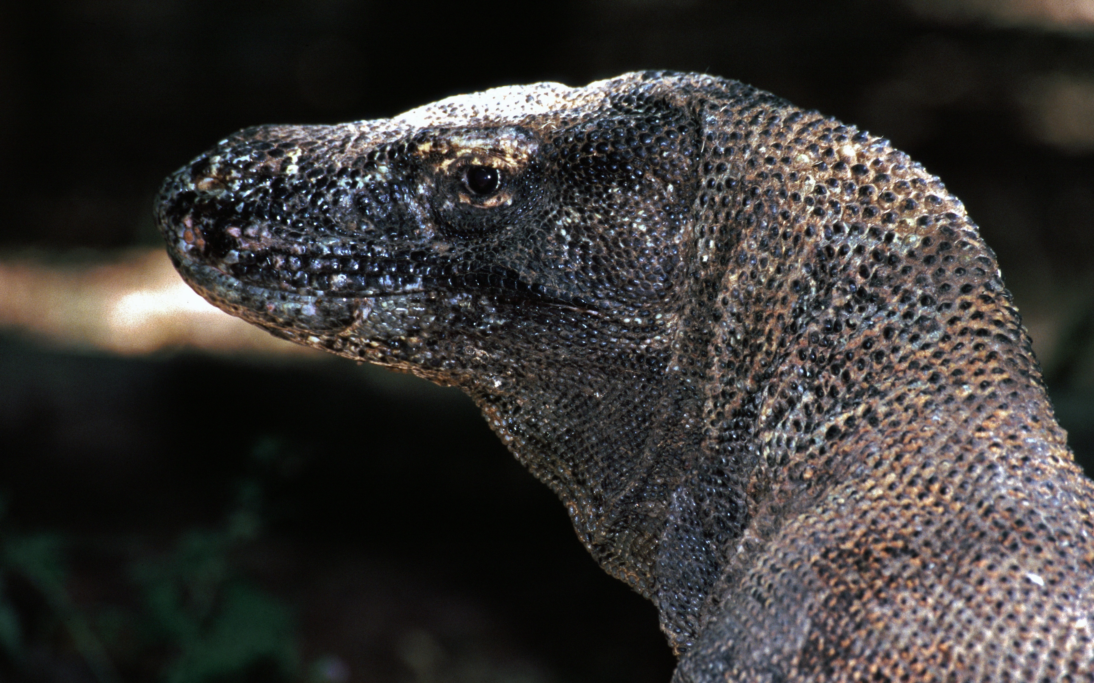 Komodo Dragon Varanus komodoensis (7881040242).jpg